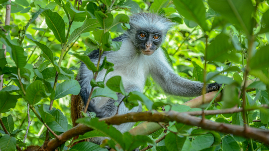 Red Colobus