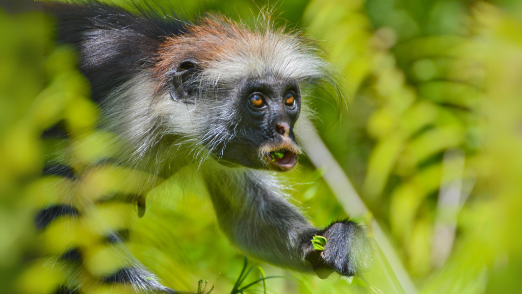 Red Colobus | 24 Largest Primates Still Alive Today