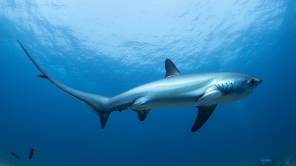 Thresher Shark