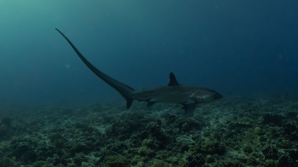 Thresher Shark