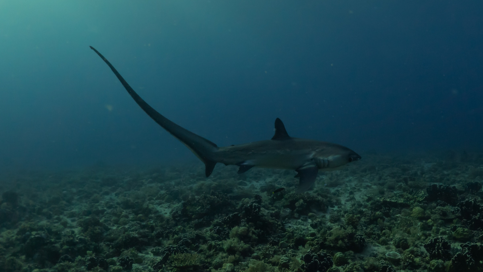 Deadly Tails | 15 Fascinating Facts About Thresher Sharks - Outlandish Owl