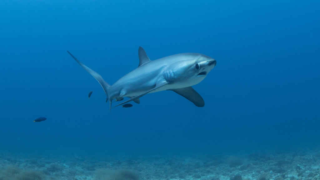 Thresher Shark