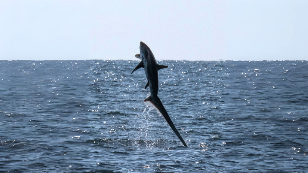 Thresher Shark