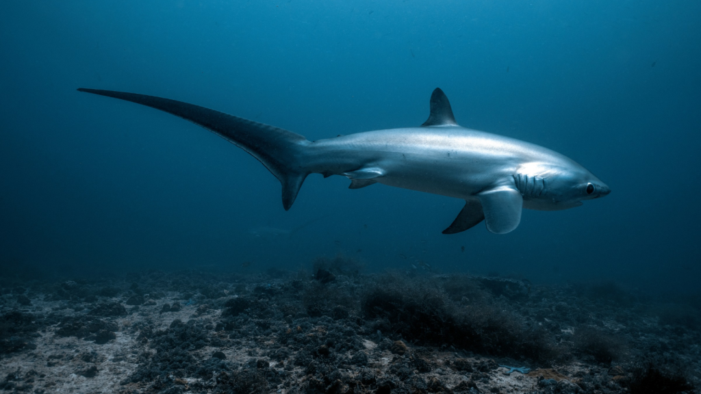 Thresher Shark