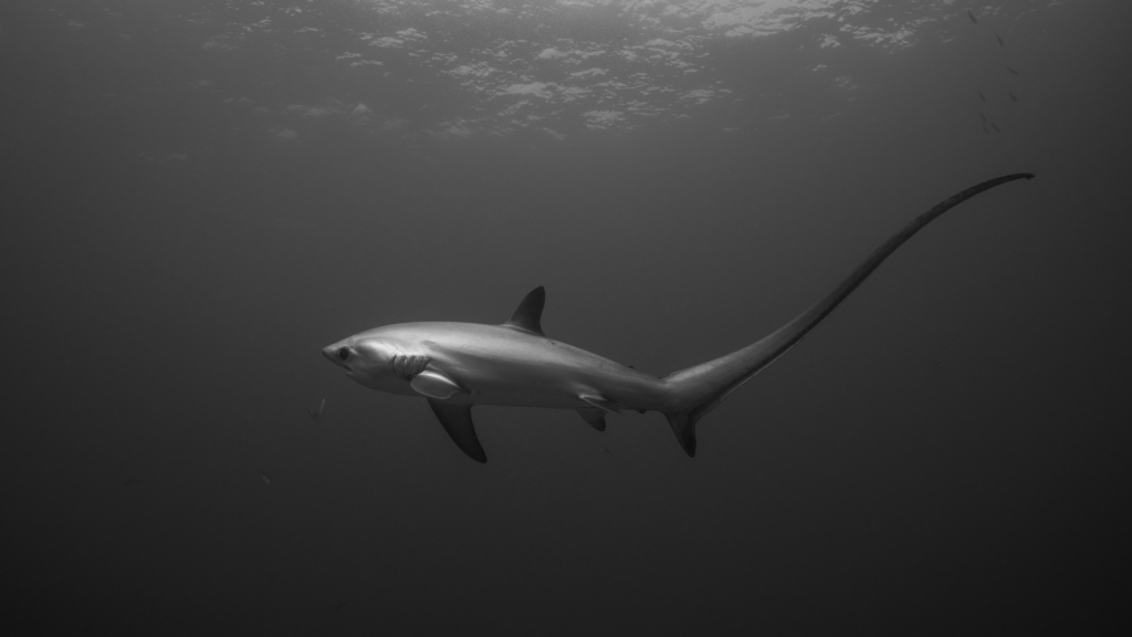 Thresher Shark