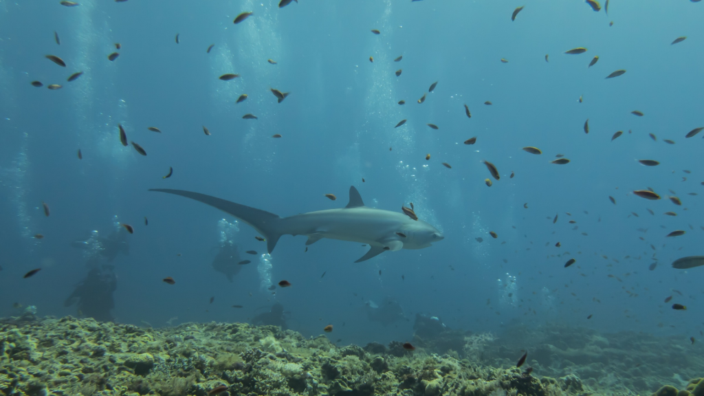 Thresher Shark