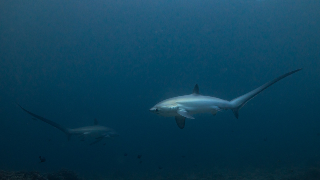 Thresher Shark