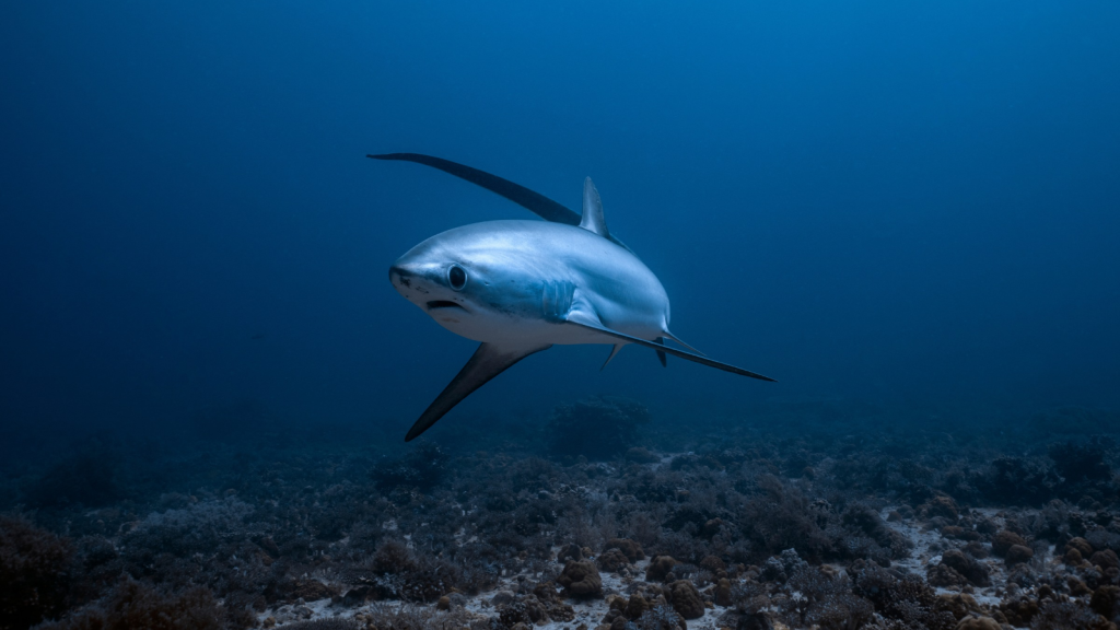 Thresher Shark