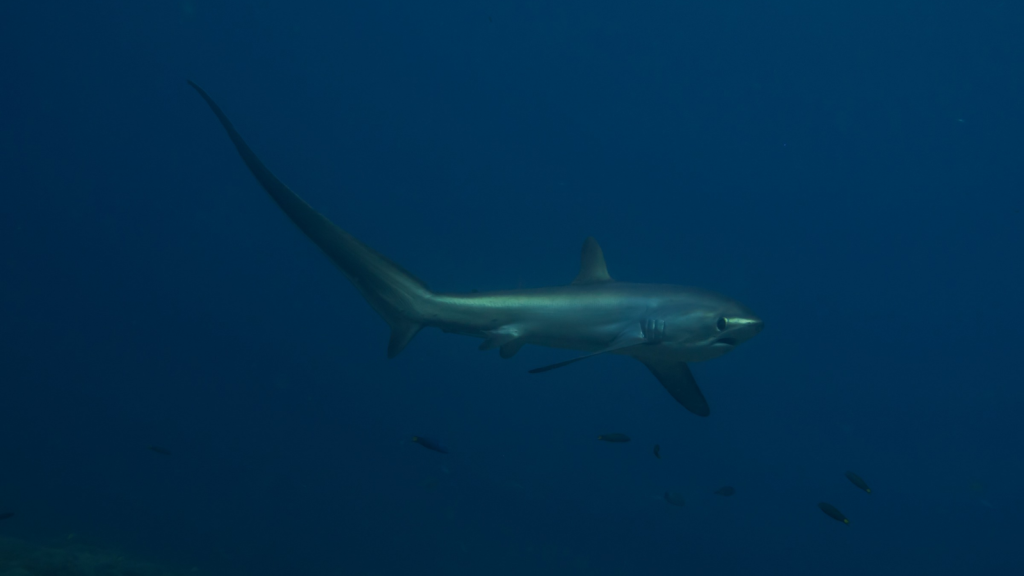 Deadly Tails | 15 Fascinating Facts About Thresher Sharks - Outlandish Owl