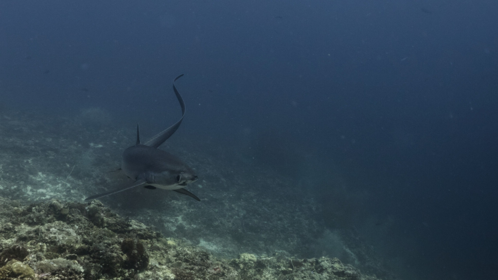 Thresher Shark