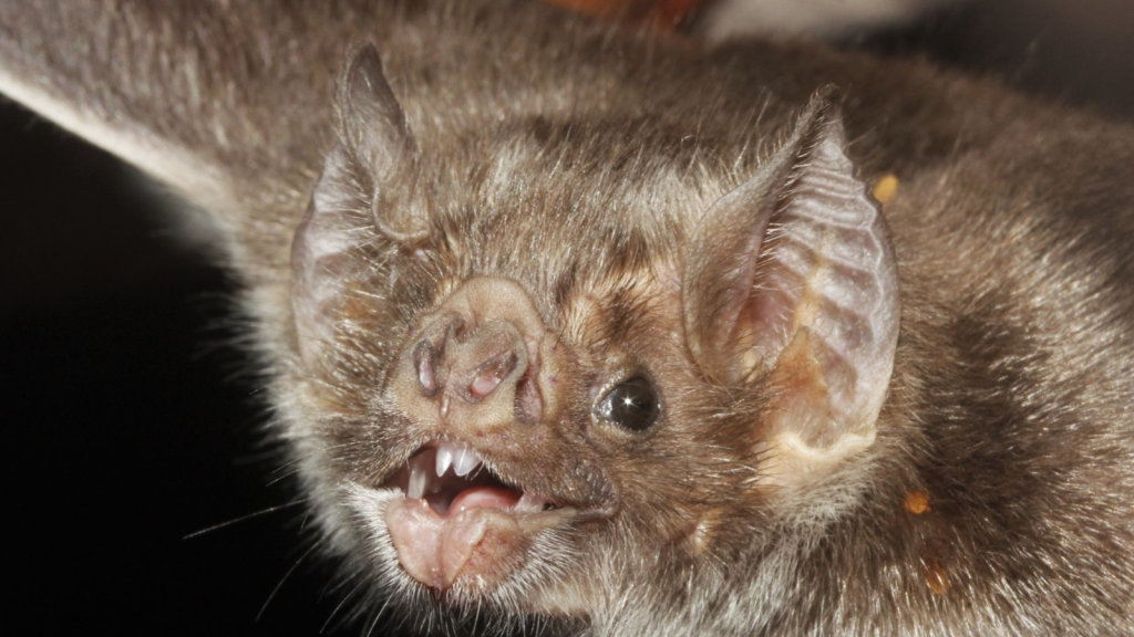 Vampire Bat