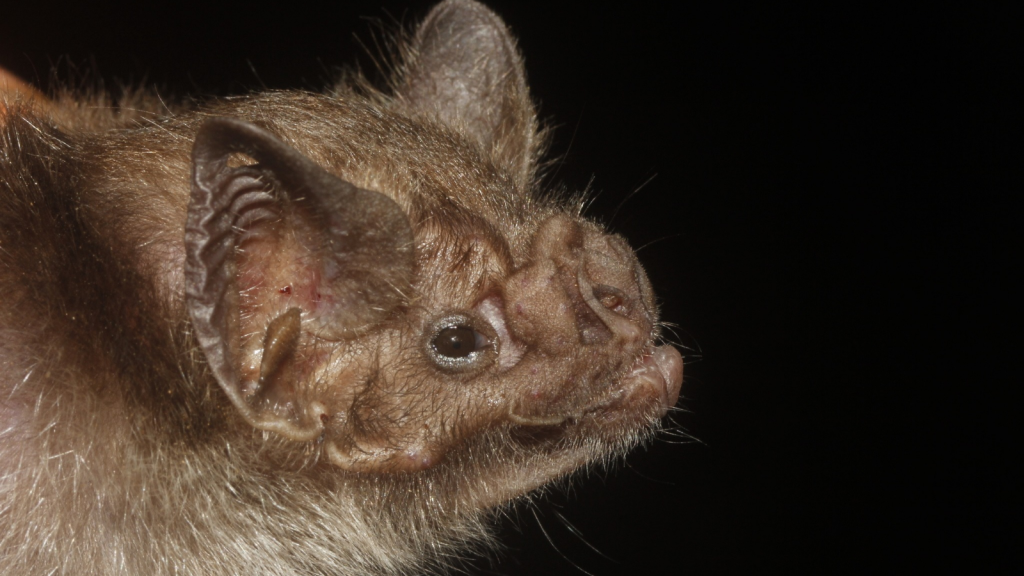 Vampire Bat