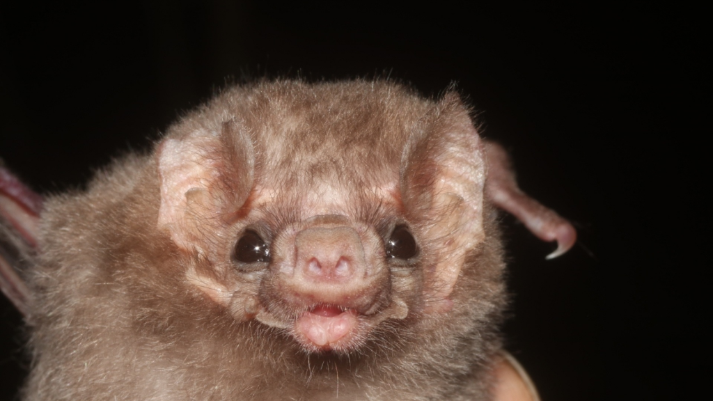 Vampire Bat 