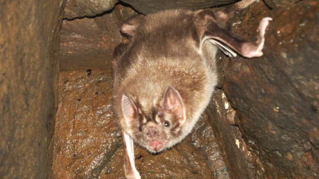 Vampire Bat