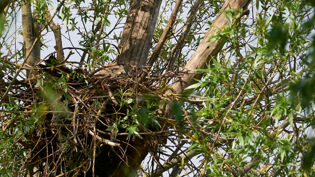 Red Kite