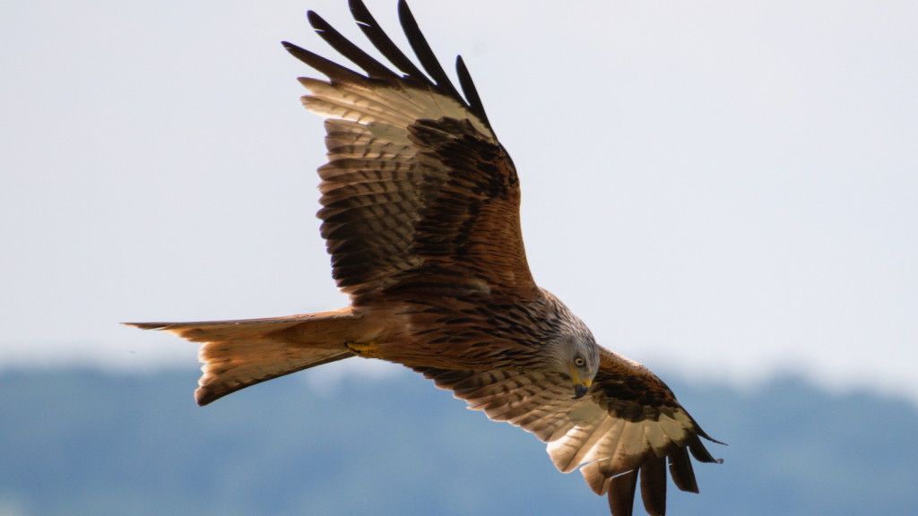 Red Kite