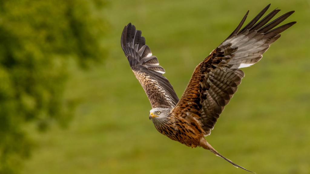 Red Kite