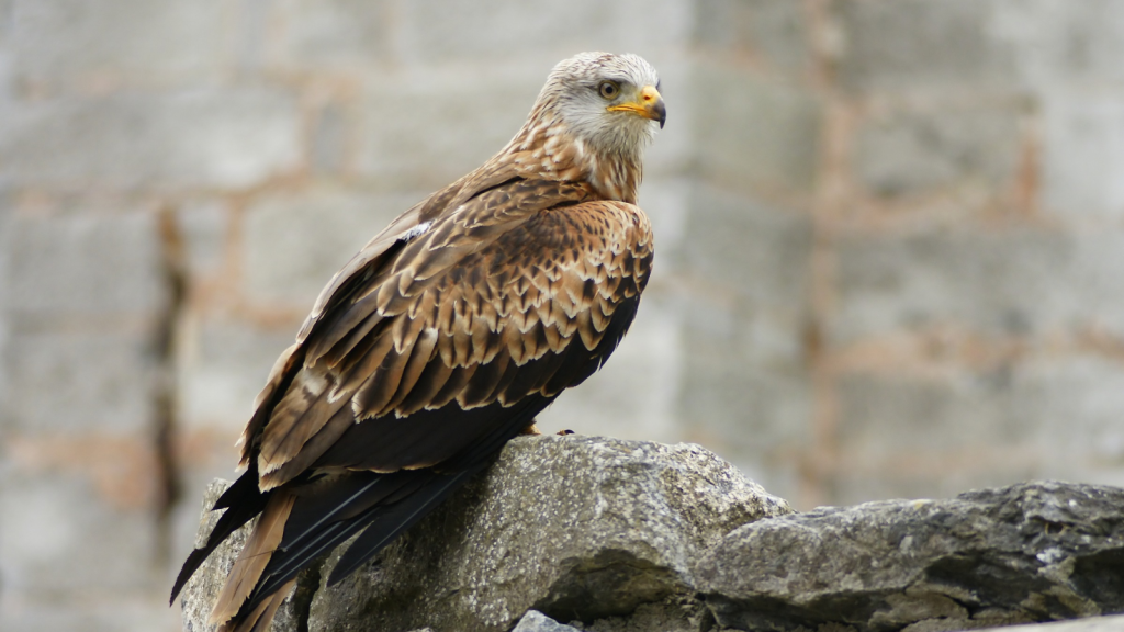 Red Kite