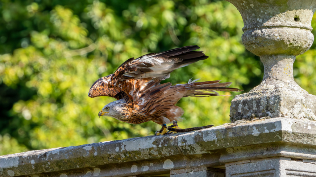 Red Kite