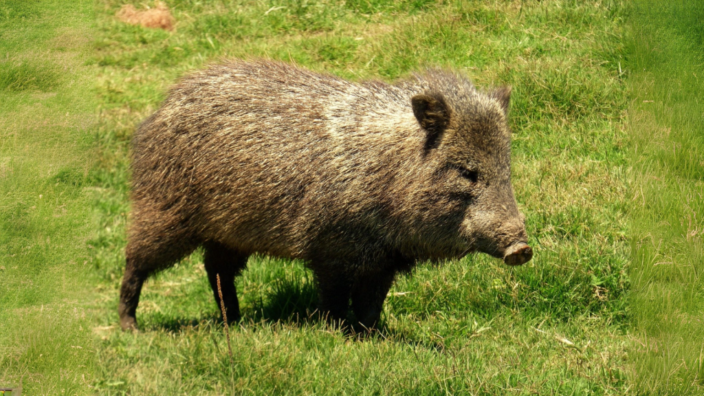 Javelina