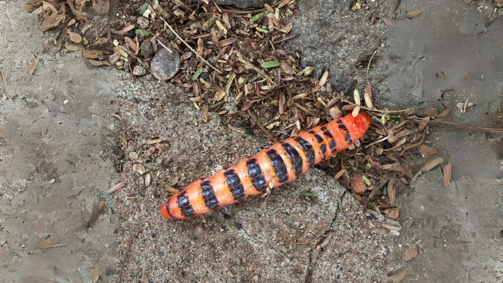 Cactus Moth