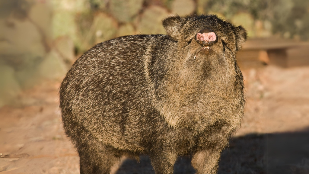 Javelina | 15 Animals That Eat Cacti