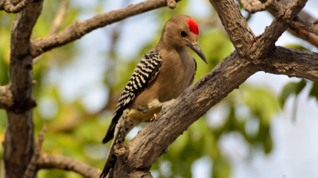 Gila Woodpecker