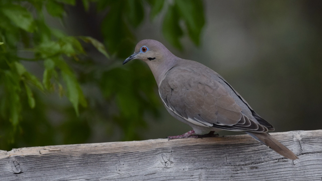 White-Winged Dove