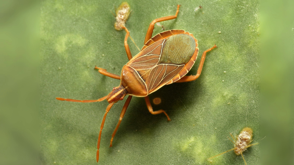 Cactus Bug