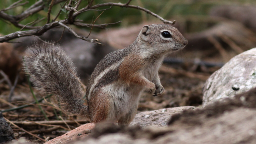 Antelope Ground Squirrel