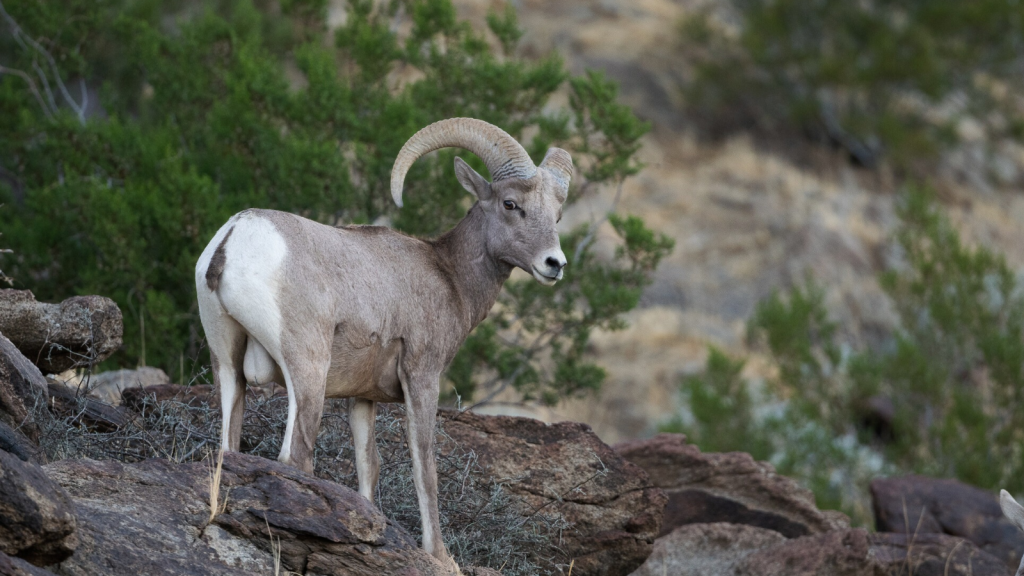 Desert Bighorn Sheep