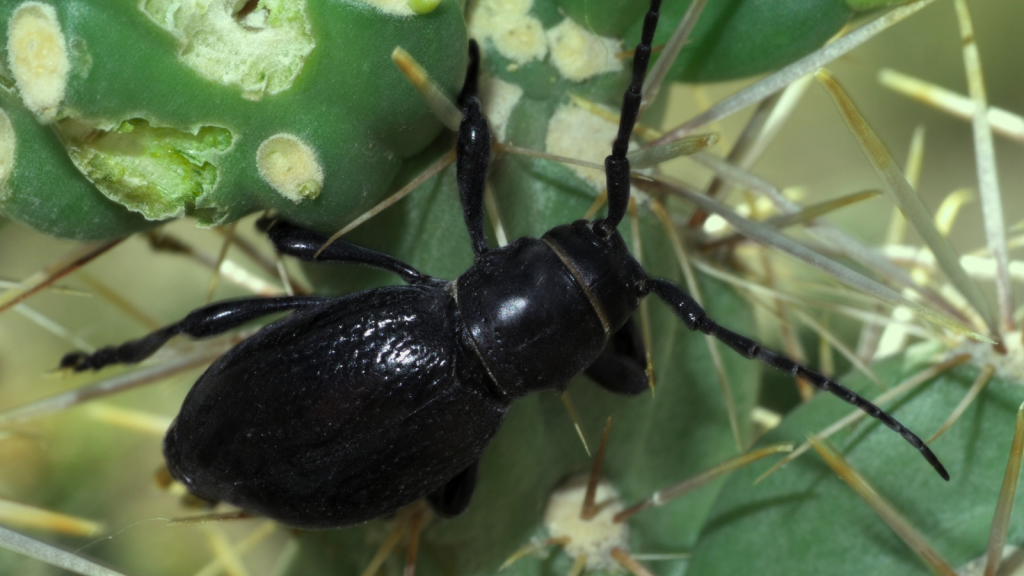 Cactus Longhorn Beetle