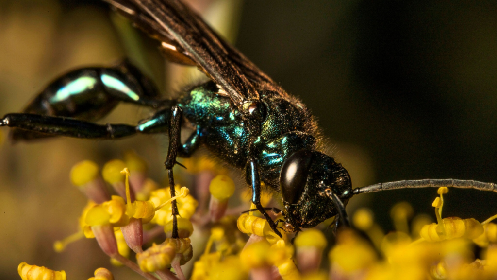 Blue Mud Dauber Wasp | 15 Creatures That Eat Black Widows