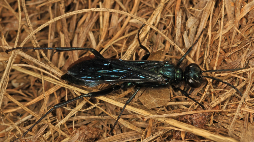 Blue Mud Dauber Wasp