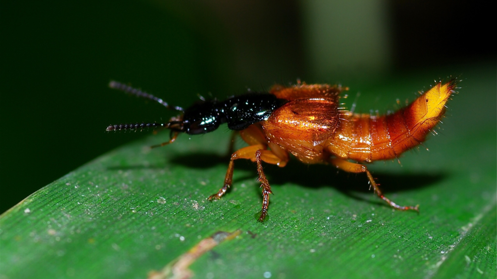 Rove Beetle