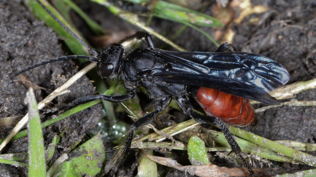 Eureka Spider Wasp