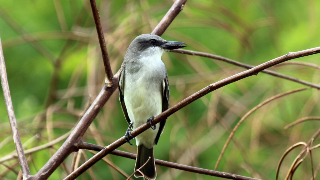 Kingbird