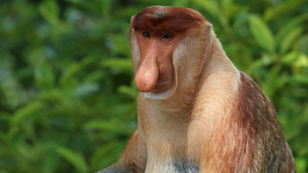 Proboscis Monkey