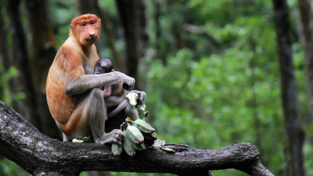 Proboscis Monkey