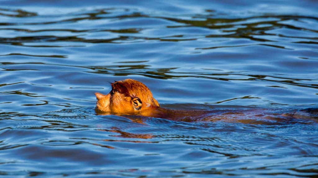 Proboscis Monkey