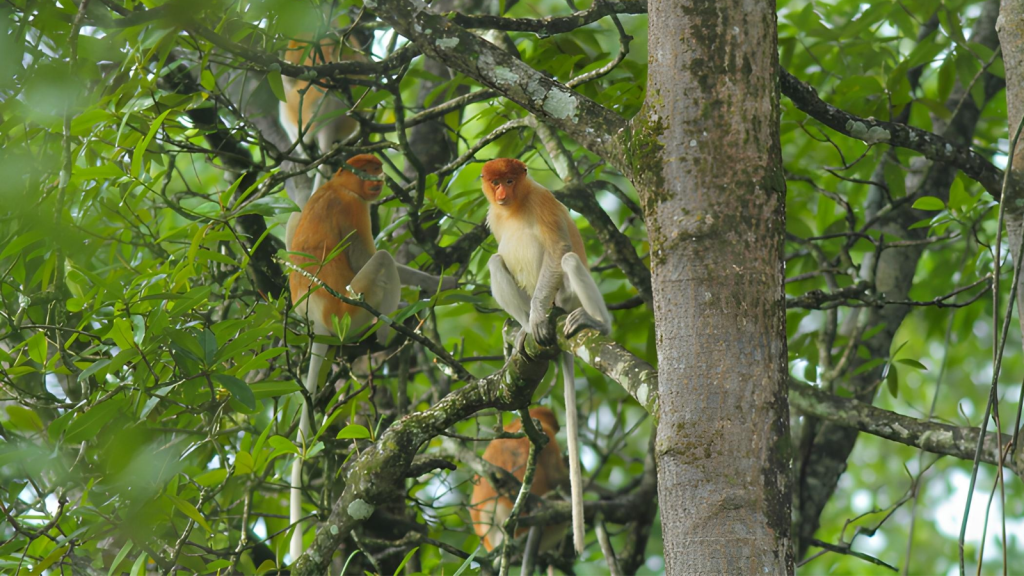 Proboscis Monkey