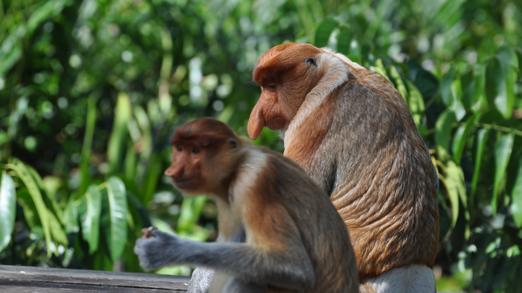 Proboscis Monkey