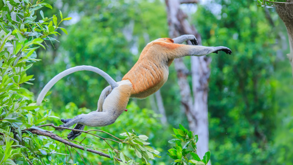 Proboscis Monkey