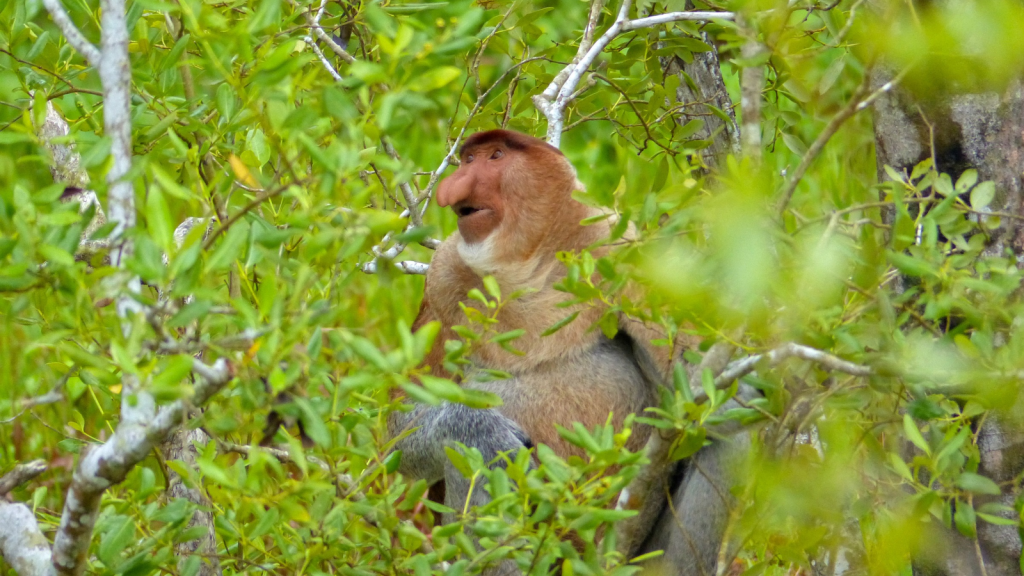 Proboscis Monkey