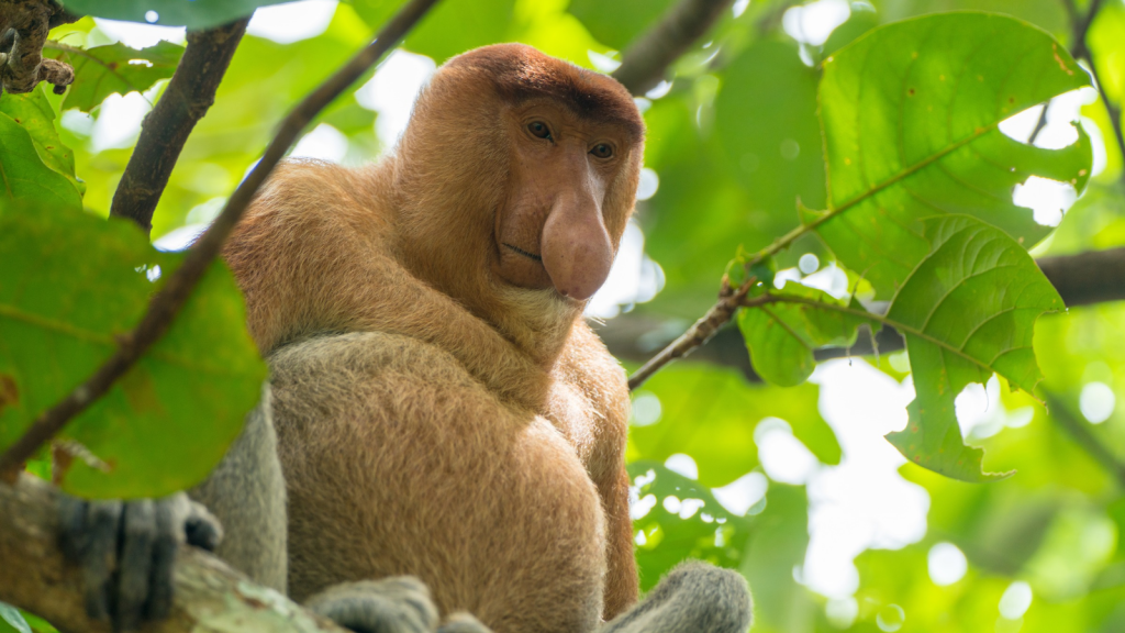 Proboscis Monkey