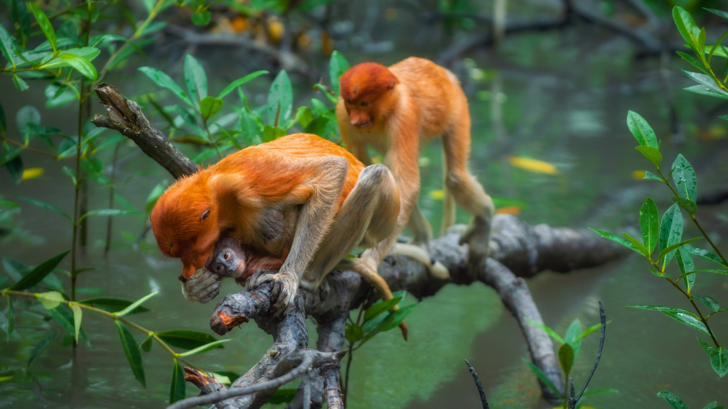 Proboscis Monkey