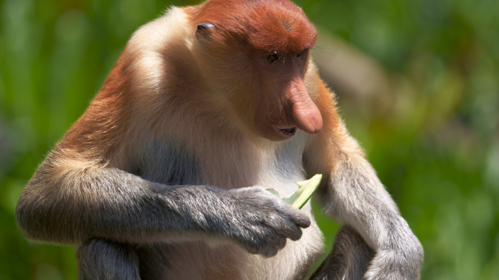 Proboscis Monkey