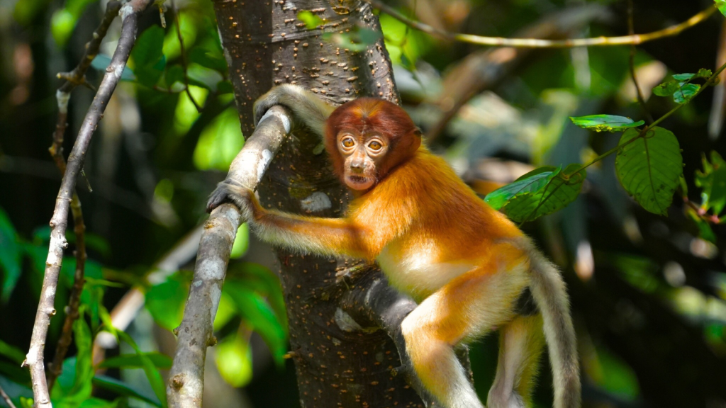 Proboscis Monkey