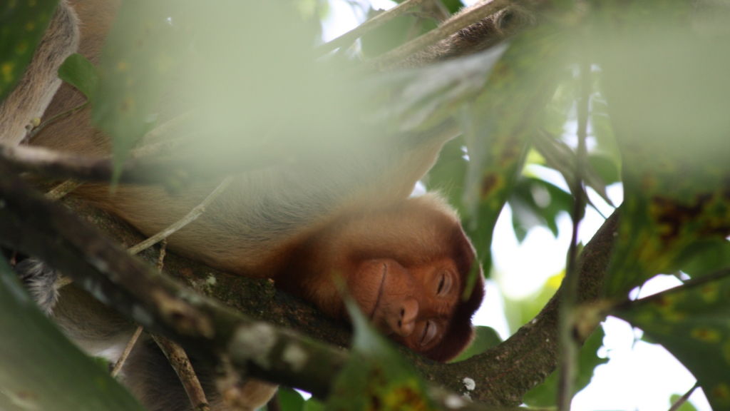 Proboscis Monkey