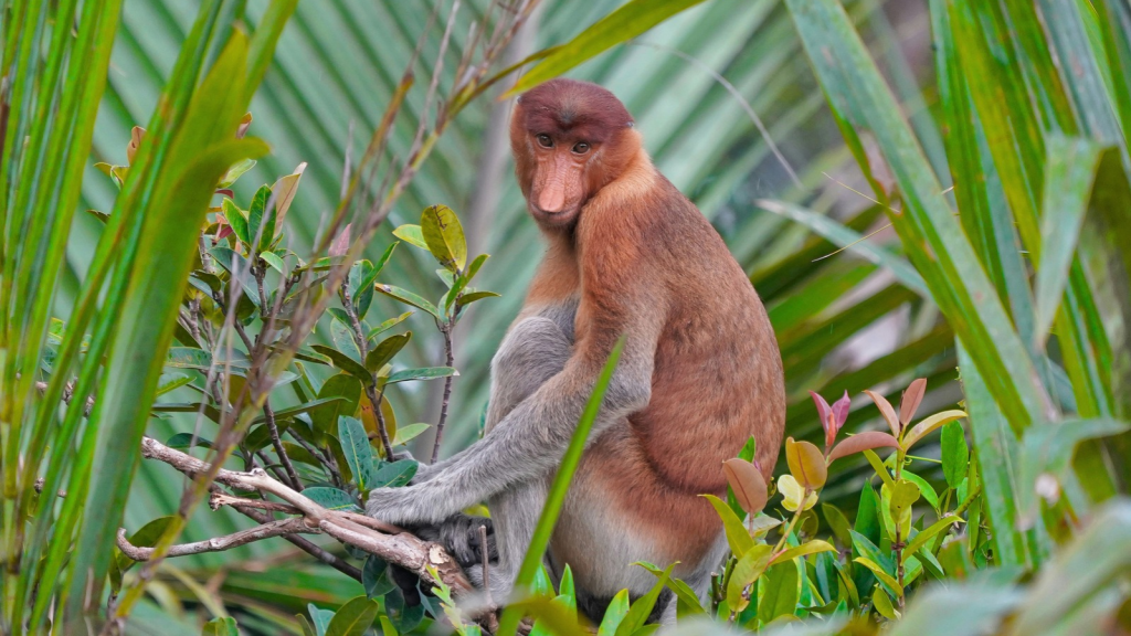 Proboscis Monkey